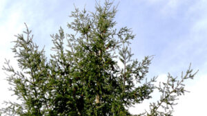 douglas-fir-tree